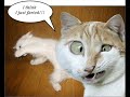 Funny Cat Photos