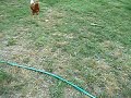 Sister Goose and the chickens Sister Goose and the chickens