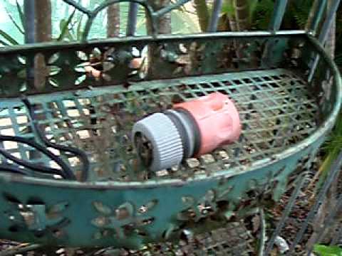 how to get rid of ants qld
