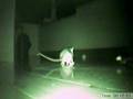 Rat Surveillance - Gets Nose Smacked!