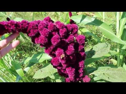 how to harvest amaranth