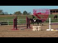Valera - Dutch Warmblood - For Sale Valera - Dutch Warmblood - For Sale