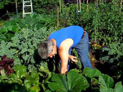 how to grow and harvest kohlrabi