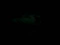 Culipatin 2