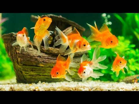 Ikan Mas Koki Lucu Berbagai Jenis Di Aquarium Air Tawar On Grow