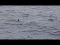 Basking Shark Cetorhinus maximus
