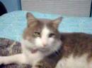 Sylvester