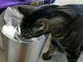 kitty asphyxiation fetsih kitty asphyxiation fetsih