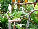 rabi infested parrots