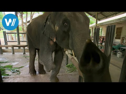 Thailand: FAE - das Elefantenkrankenhaus von Thailand ( ...