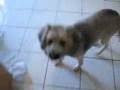 videos de Before and After Dog Groomers