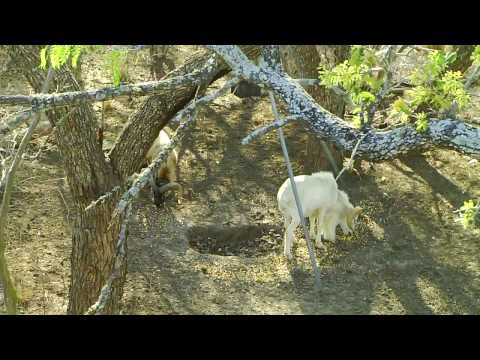 how to measure aoudad horns