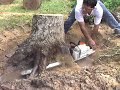 10-13 Alex Tree Service 713-467-3025 Houston Trimming Remove