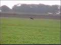 Tina again strutting her stuff on the Fens (Pre-Ban)