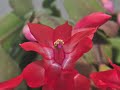 MACRO PPS