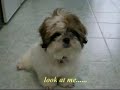 Shih Tsu puppy feifei part 2 @ shih tzu Shih Tsu puppy feifei part 2 @ shih tzu