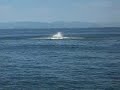 Transient orcas near Vancouver