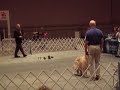 2006 AKC National Obedeience Invitational - Third