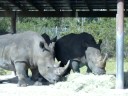 Lion Country Safari Rhino Lion Country Safari Rhino
