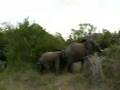 Baby Elephant Bumps into ANother Elephant