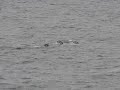 Penguins Porpoising