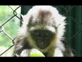 http://chaneekalaweit.blogspot.comKalaweit BorneoVideo Clip on Kalaweit Bornean Project. Kalaweit is the biggest gibbons and siamang conservation program in the world. Founder and Director of Kalaweit : Chanee Kalaweit Borneo is supported by One VoiceMore information: http:www.kalaweit.org--Filmmaker: ChaneeCameraman: Chanee and WandyMusic: Eva Novia Ft Arwana@ Copyright Kalaweit 2007