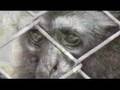 Clip Kalaweit Borneo (Gibbon)