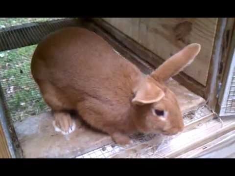 how to care for a new zealand rabbit