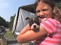 Animal Shelter
