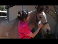 Administering Horse Eye Medication