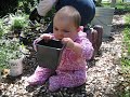 Click here to watch this video Rivers helps plant (first time playing in the dirt/oyster walkway) - April 7, 2012