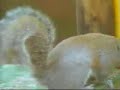 Smart Squirrel