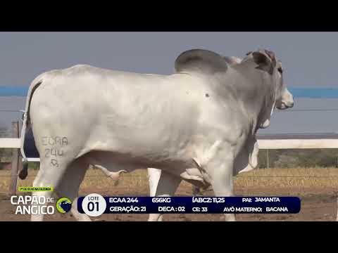 7 De Olho na Fazenda - Capo de Angico