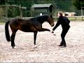Vertrauenstraining mit Cortéz #2 - playfull horse education Vertrauenstraining mit Cortéz #2 - playfull horse education