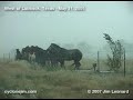 Large Hail - West of Lubbock, Texas - May 31, 2005