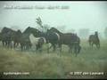 Large Hail - West of Lubbock, Texas - May 31, 2005