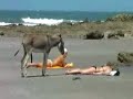 burro exitado