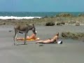 burro exitado