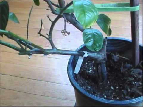 how to prune an lemon tree