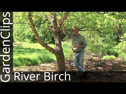how to fertilize river birch trees
