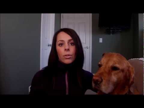 how to help my dog gain weight