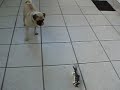 Aragon (pug) vs Rc Helicopter