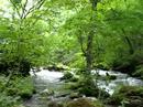 oirase river oirase river