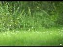 Stoats Stoats
