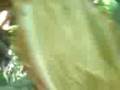 se cayo juanito deel arbol