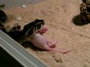 Bitis arietans Bitis arietans