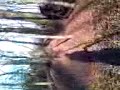 am besch