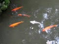 Kauai Koi pond in the Marriott Hotel