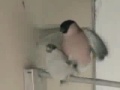 fafes a galar.flv.wmv