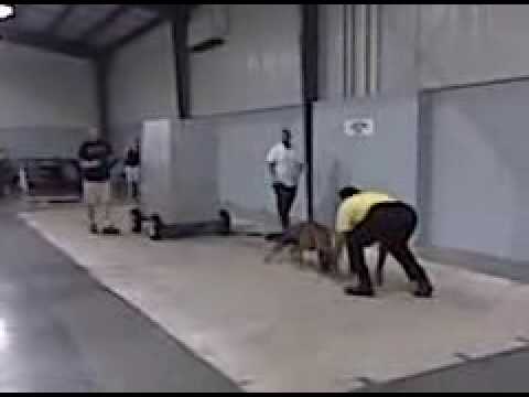 cane corso